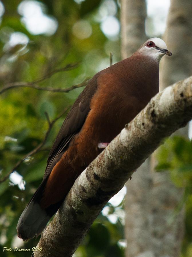 St Lucia Kingfisher Lodge Eksteriør bilde